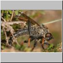 Pamponerus germanicus - Alabasterfliege 04 20mm.jpg